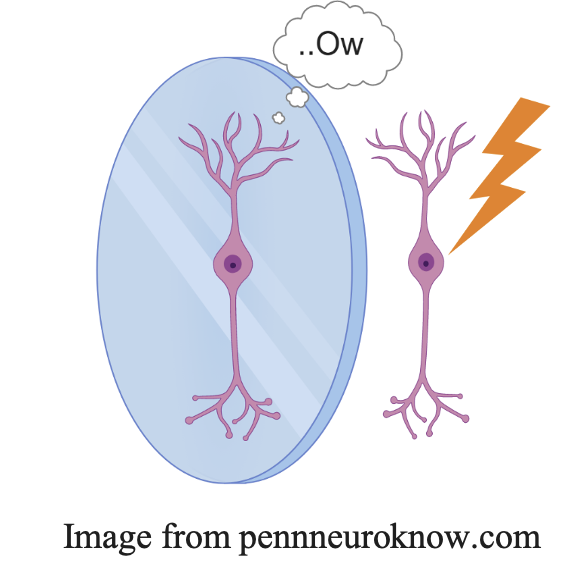 Image from pennneuroknow.com